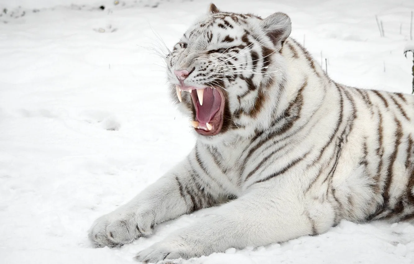 Фото обои снег, хищник, пасть, белый тигр
