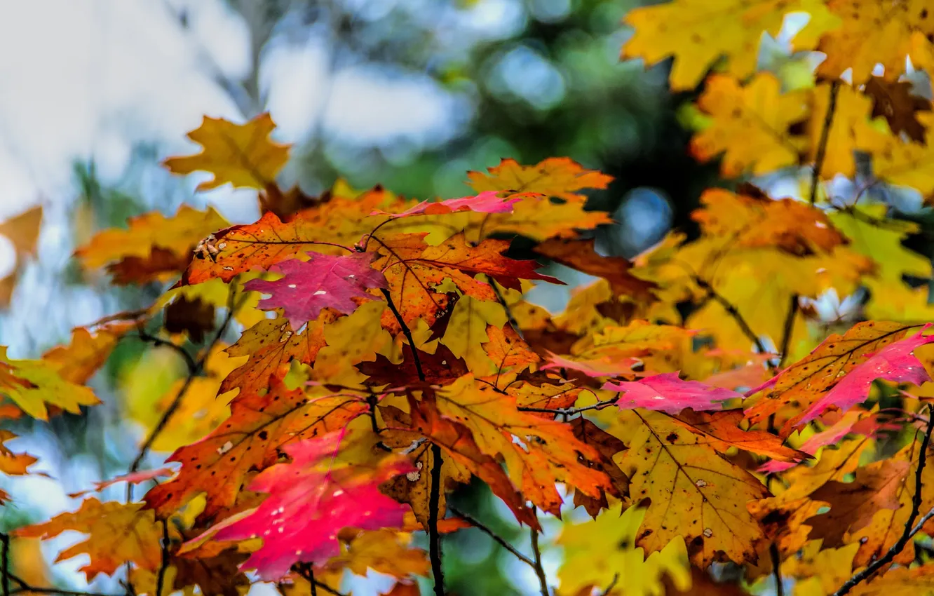 Фото обои осень, небо, листья, ветки