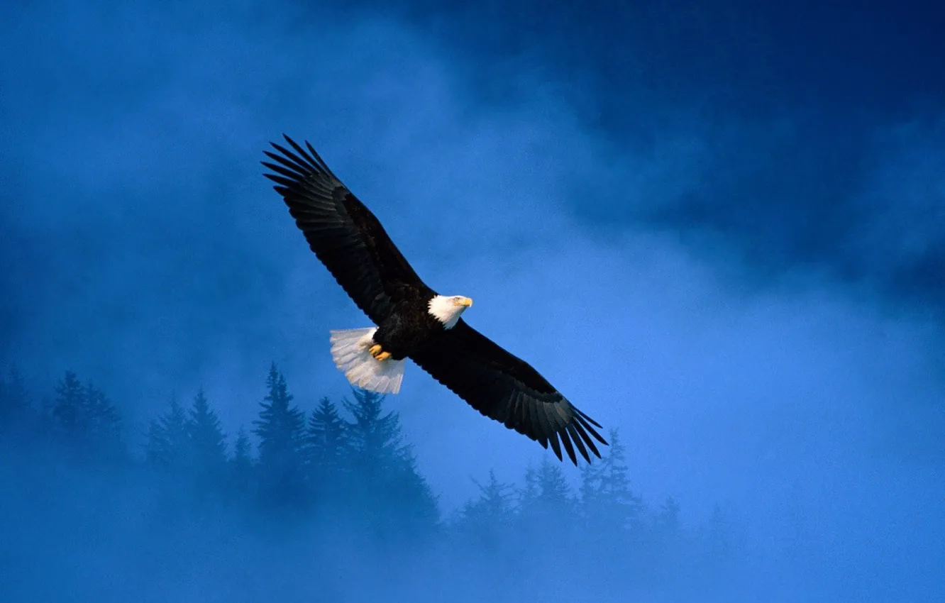 Фото обои свобода, Eagle, Flight, полёт, Alaska, орёл