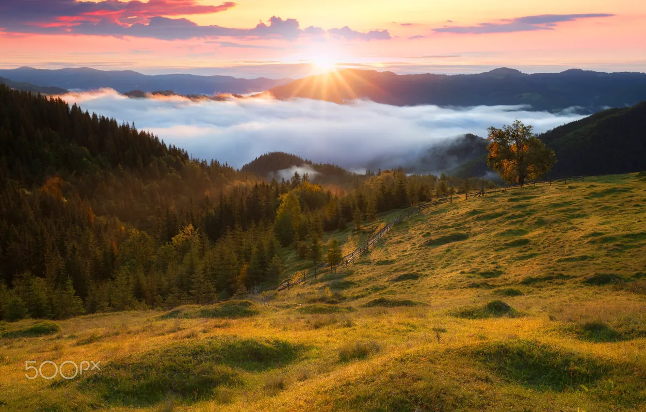 Фото обои лес, небо, солнце, свет, горы, туман, утро