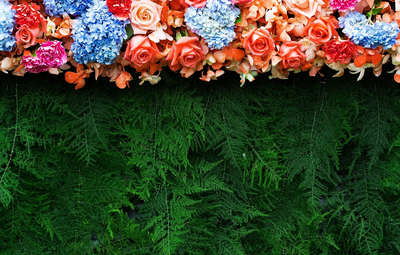 Фото обои цветы, ветки, фон, розы, colorful, хвоя, flowers, roses