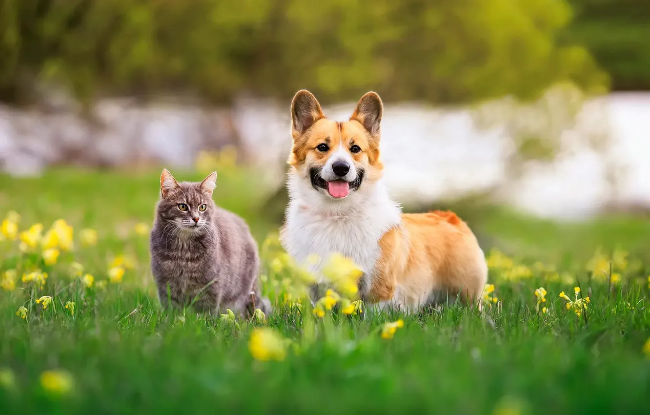 Фото обои зелень, язык, кошка, трава, кот, серый, друг, поляна