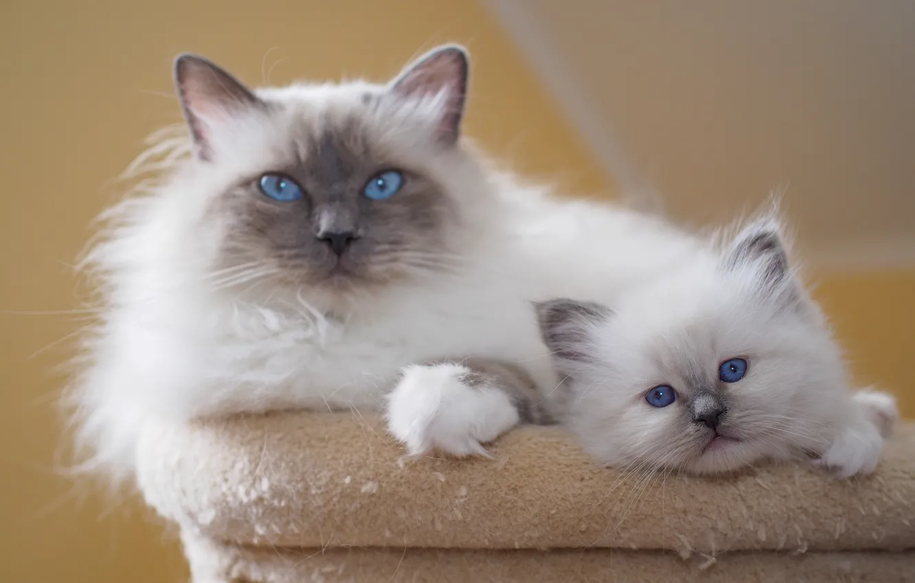 Фото обои кошка, взгляд, кошки, поза, уют, котенок, вместе, малыш