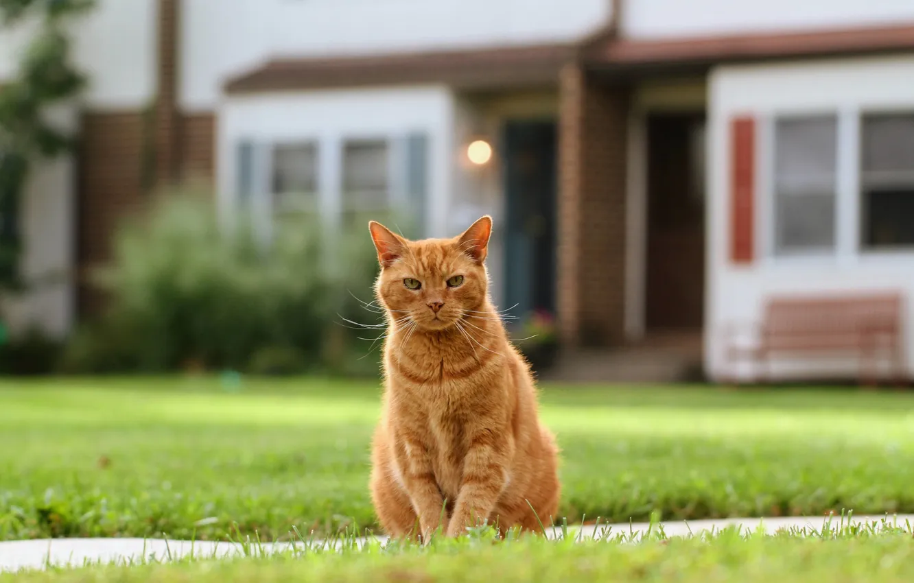 Фото обои кошка, кот, рыжая, лужайка