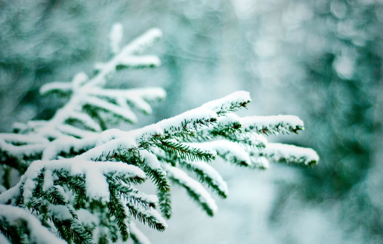 Фото обои зима, снег, ветки, природа, елки, боке
