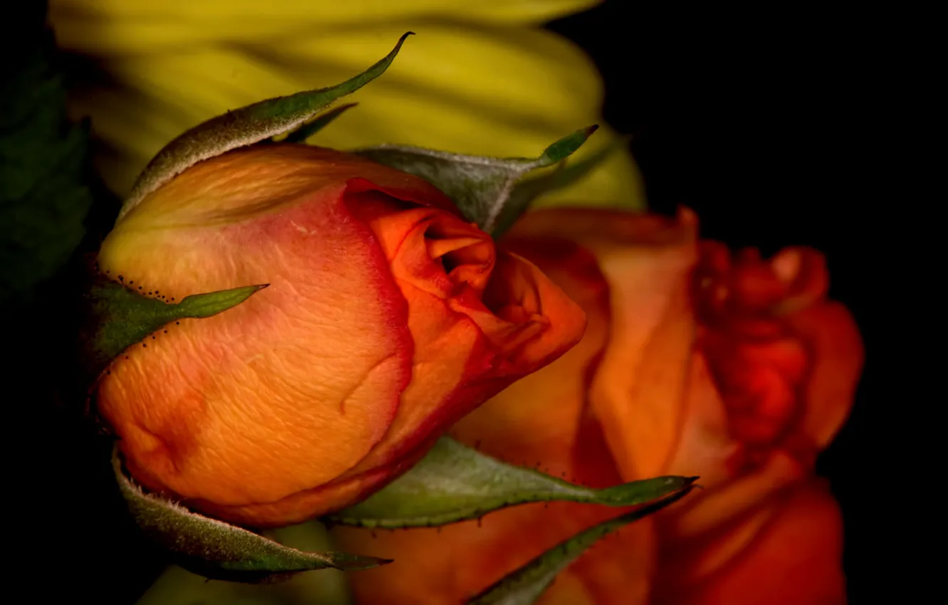 Фото обои природа, роза, лепестки, бутон