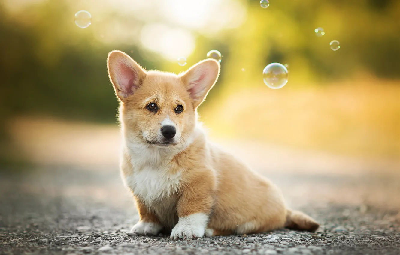 Фото обои собака, мыльные пузыри, щенок, боке, вельш-корги