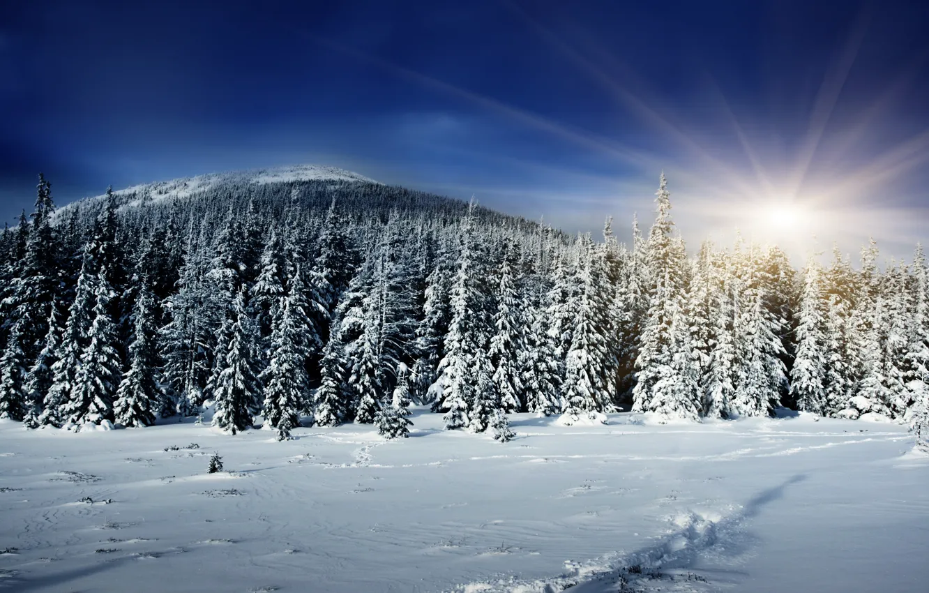 Фото обои зима, лес, солнце, лучи, снег, тень, холм, ёлки