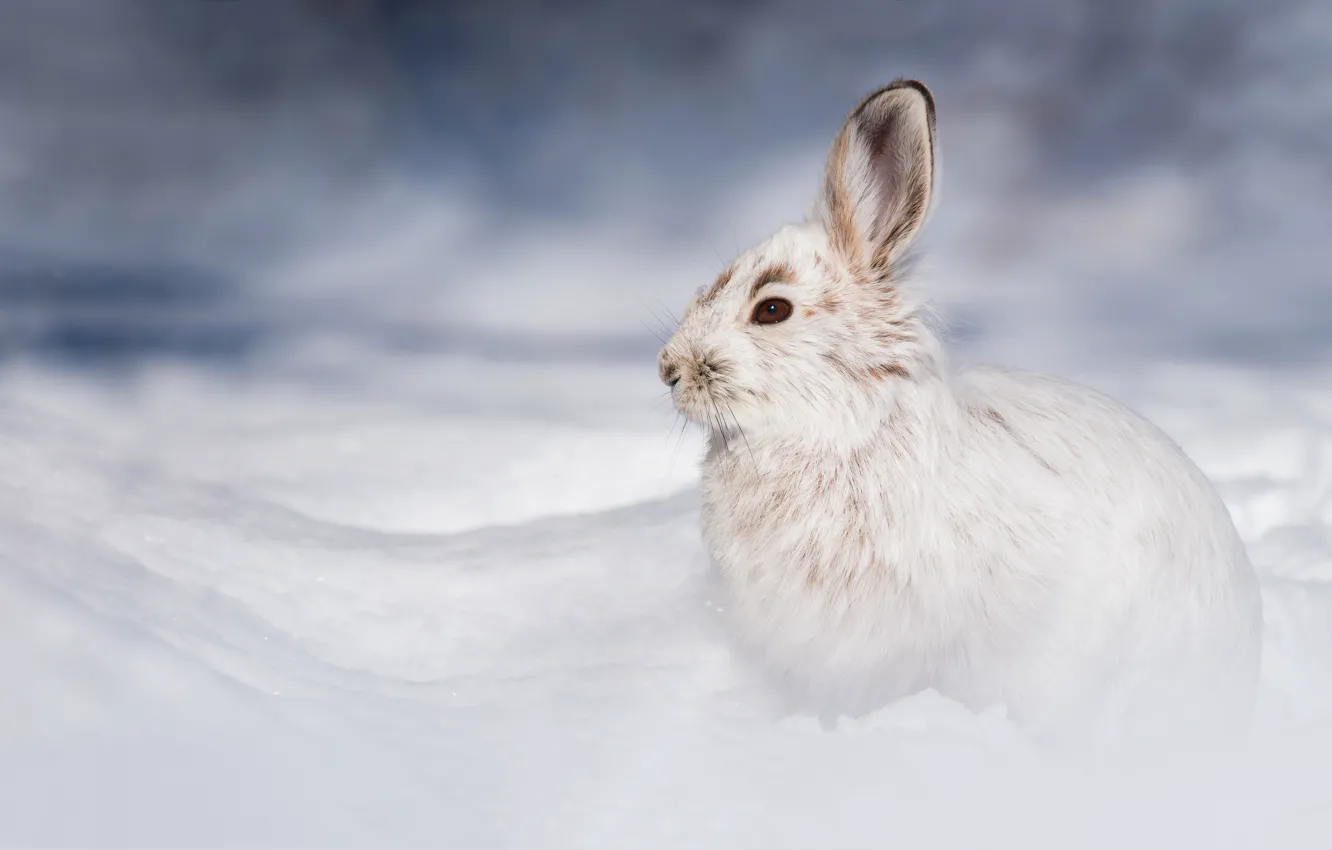 Фото обои зима, снег, природа, заяц, сугробы, профиль, беляк