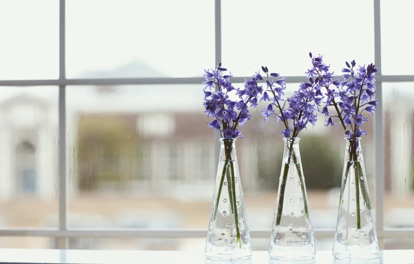 Фото обои цветы, лепестки, фиолетовые, ваза, сиреневые