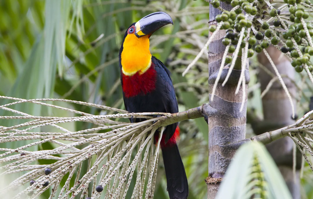 Фото обои Red, Black, Yellow, Bird, Beak, Eye, Açaí, Tucano