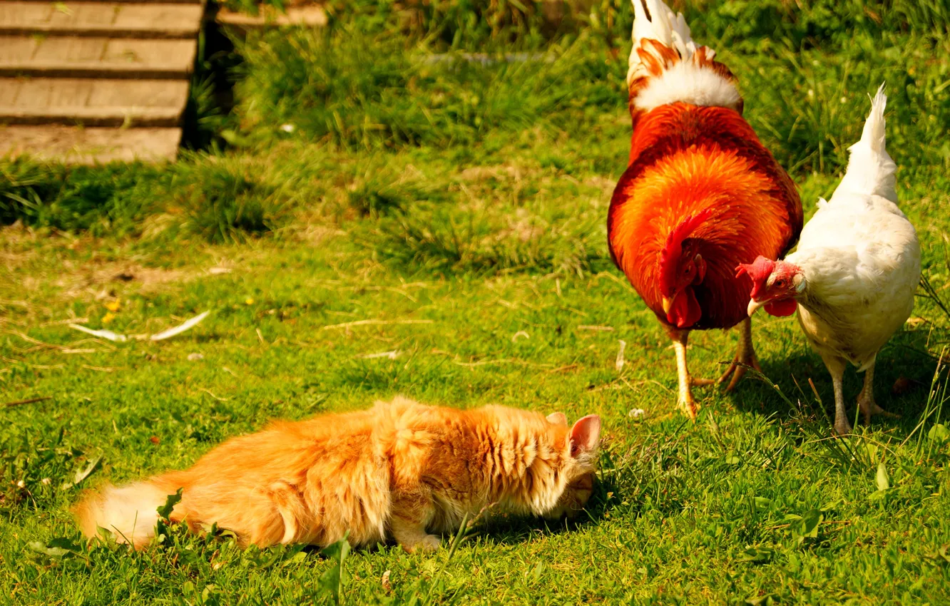 Фото обои кошка, лето, трава, кот, курица, деревня, двор, петух
