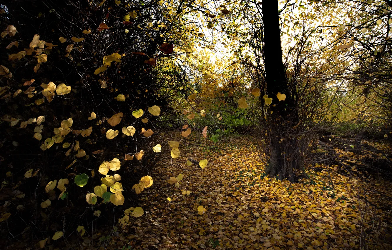 Фото обои осень, лес, листья