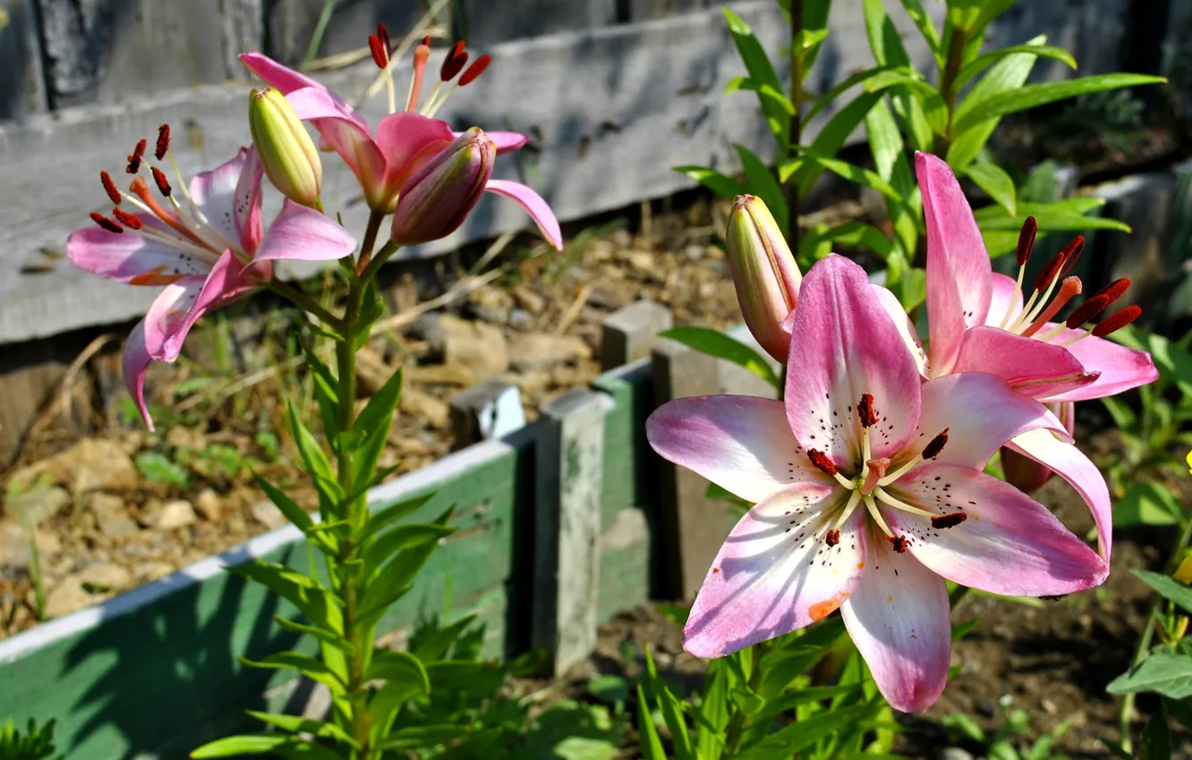Фото обои белый, цветок, розовый, лилия, лето.