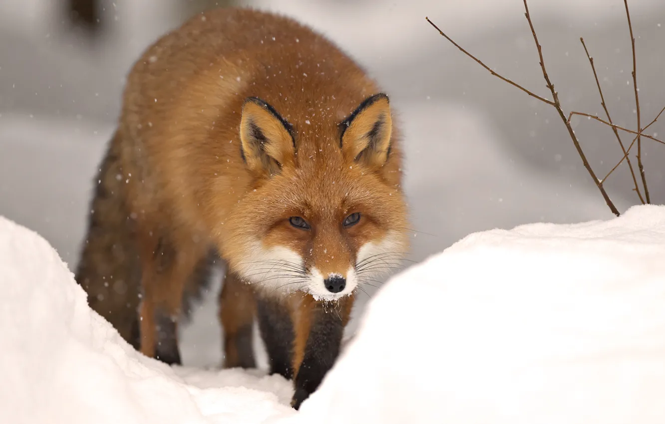 Фото обои зима, снег, природа, животное, лиса, зверь, fox, winter