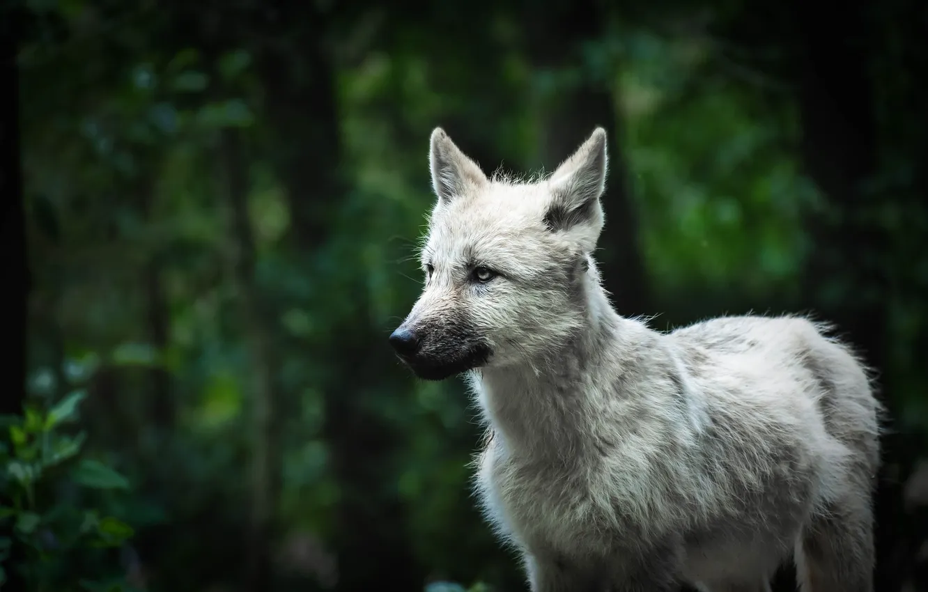 Фото обои nature, snow, predator, face, animal, wolf, wolves, wildlife