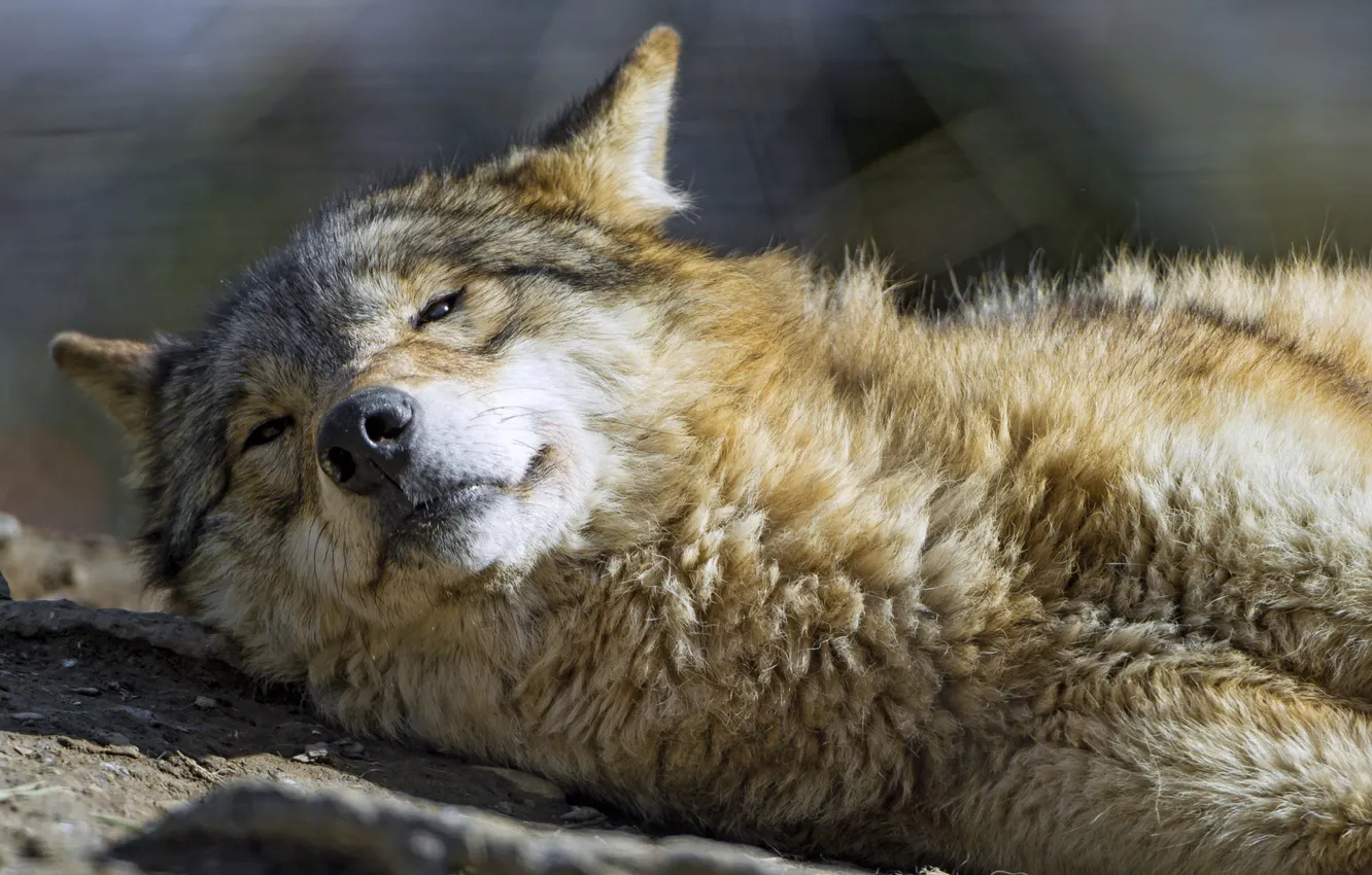 Фото обои nature, predator, animal, wolf, wildlife, portrait, portrait., Canis lupus. face