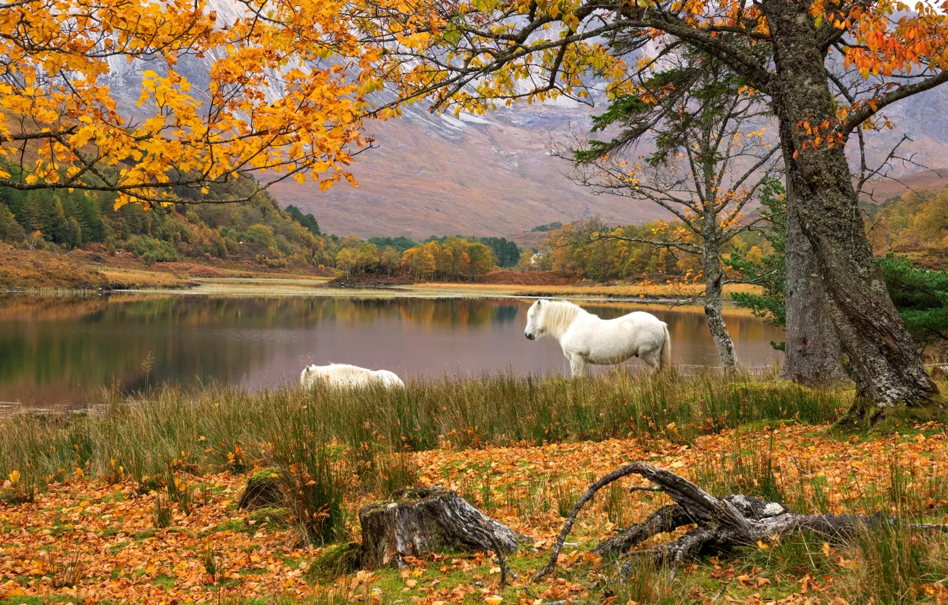Фото обои осень, деревья, горы, ветки, берег, листва, пень, кони