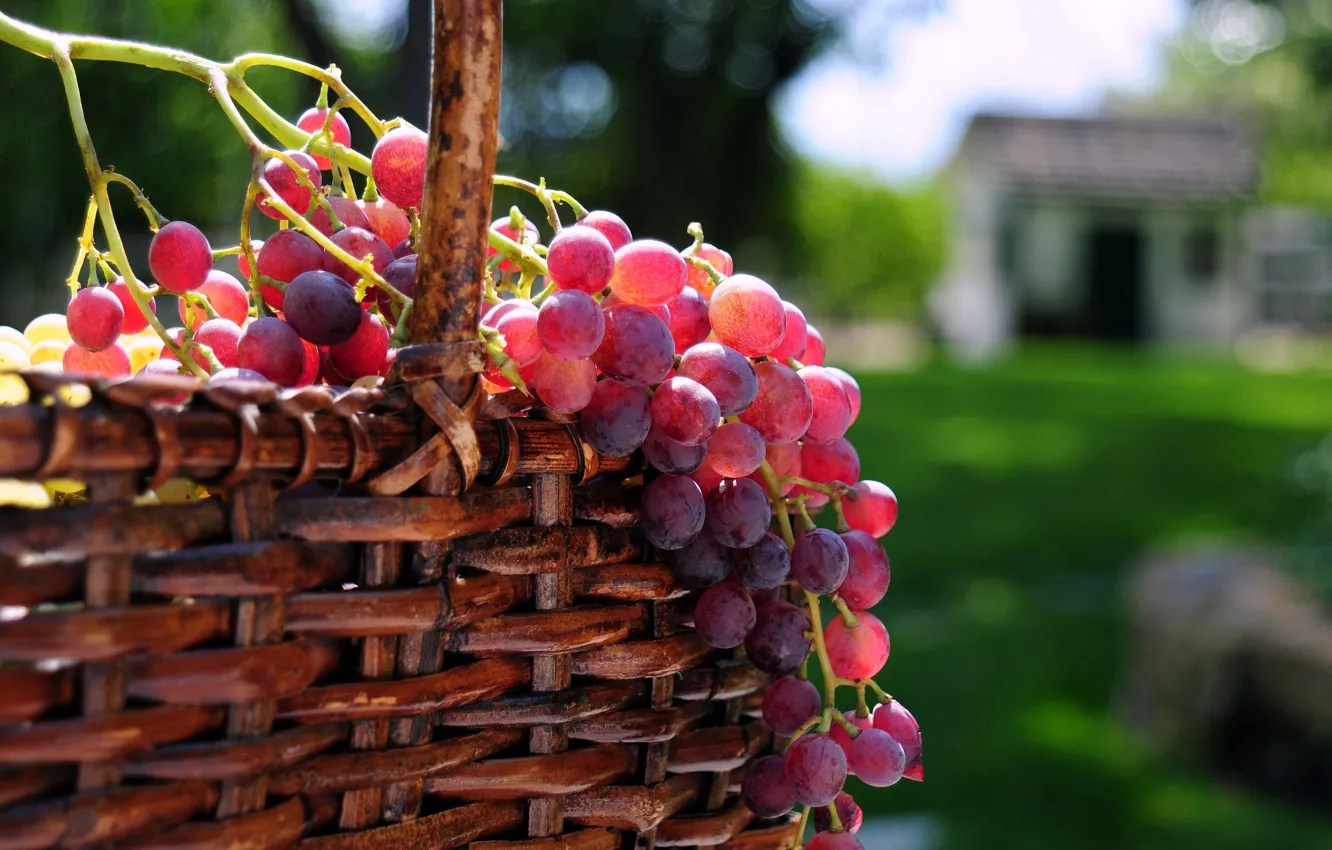 Фото обои солнце, ягоды, корзина, виноград