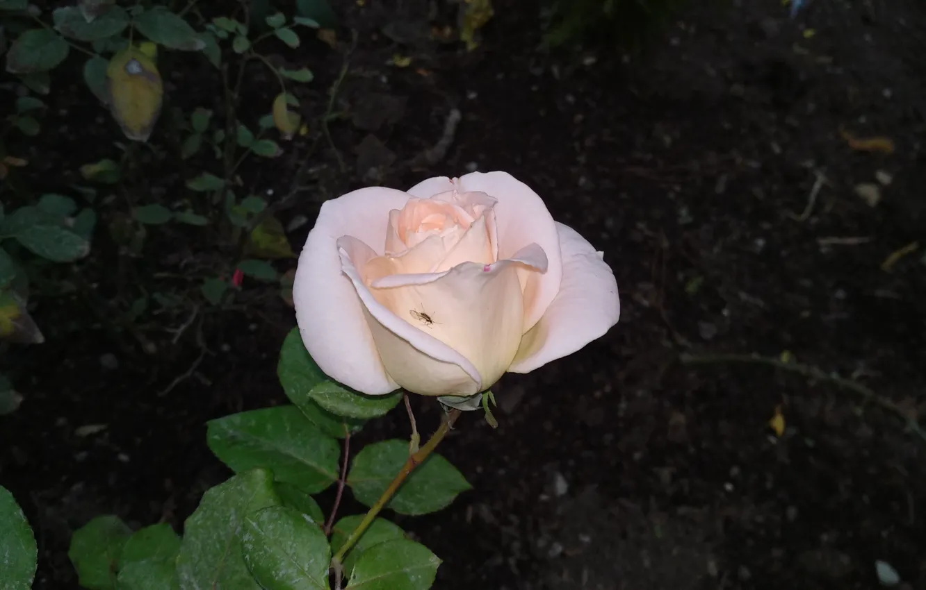 Фото обои Комар, Роза, Rose, Белая роза, White rose