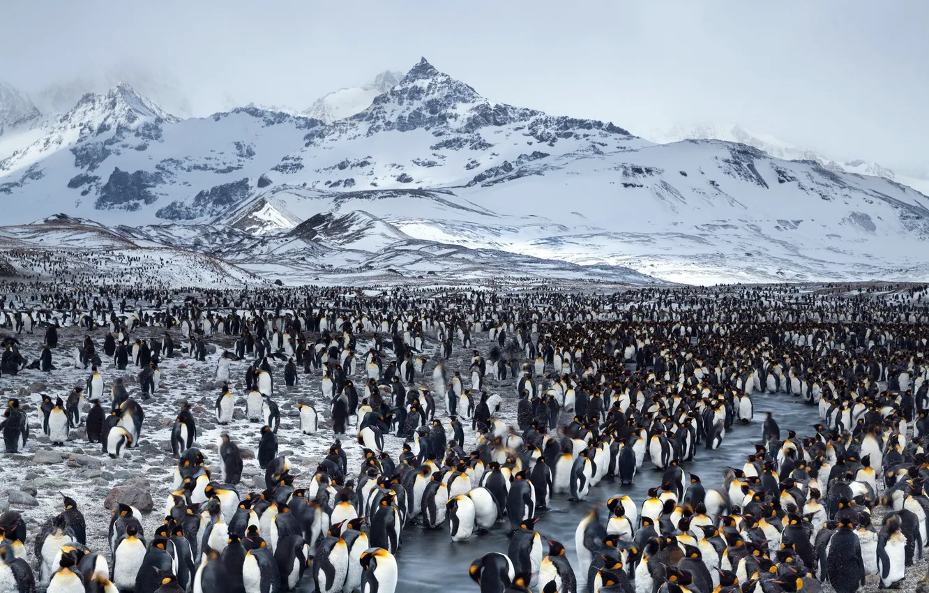 Фото обои пейзаж, природа, пингвины
