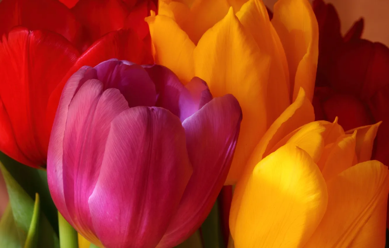 Фото обои цветы, оранжевый, желтый, красный, розовый, яркие, букет, тюльпаны