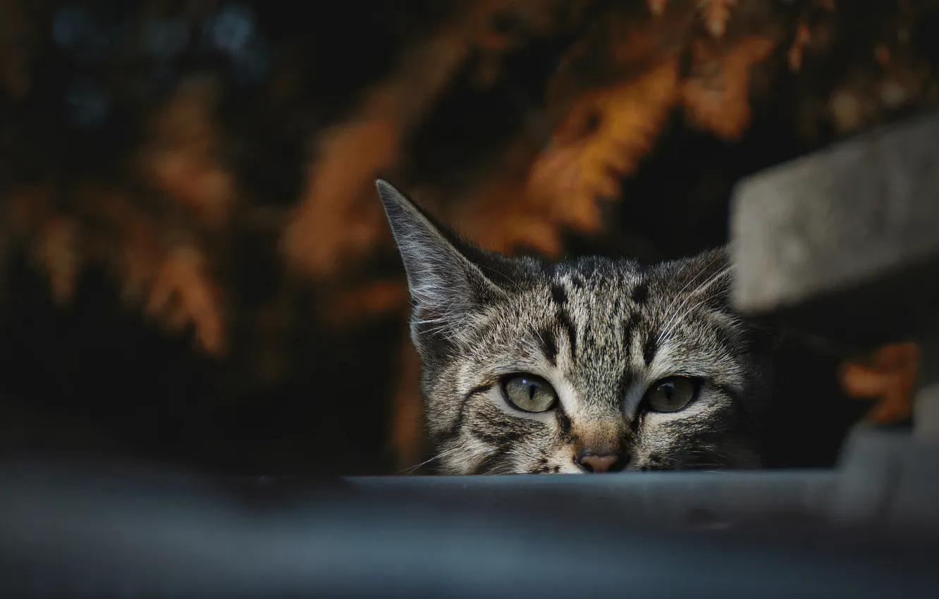 Фото обои осень, кошка, кот, взгляд, листья, скамейка, природа, поза