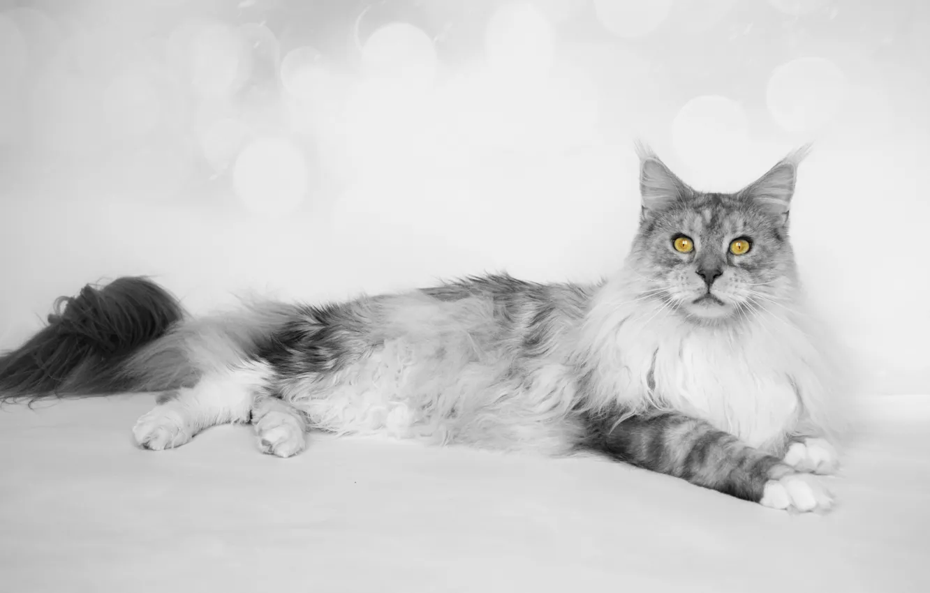 Фото обои кошка, кот, взгляд, морда, поза, серый, фон, лежит