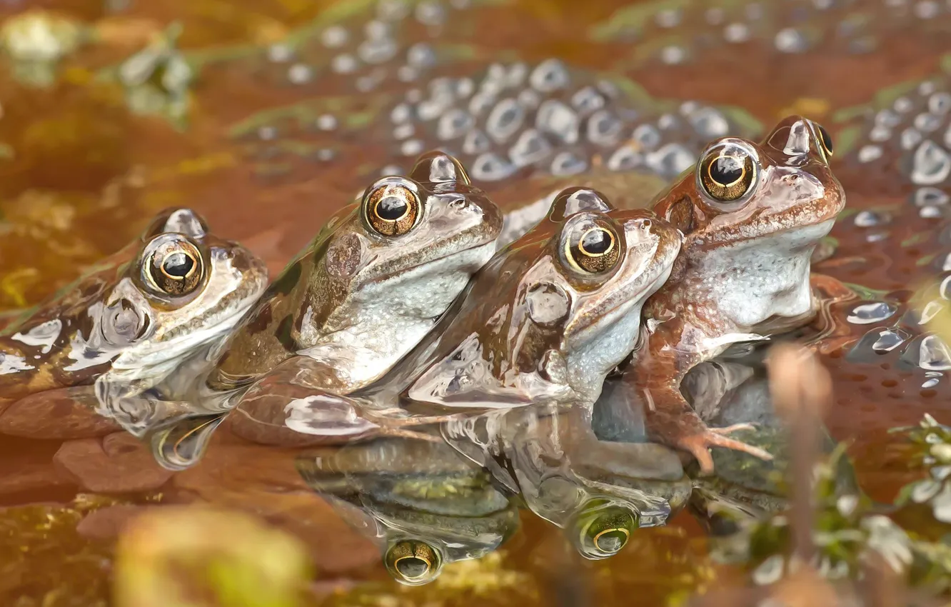 Фото обои вода, пруд, лягушки, водоем, боке, квартет, тусовка