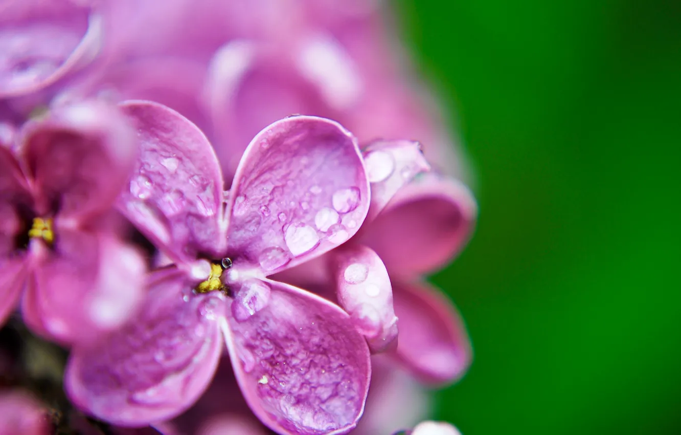 Фото обои фиолетовый, вода, капли, макро, цветы, зеленый, роса, фон