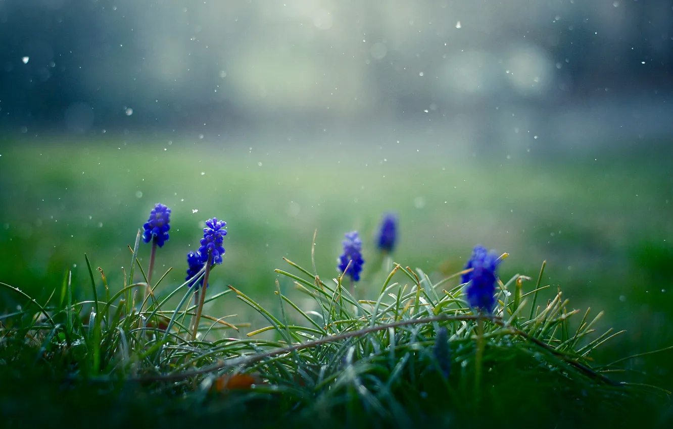 Фото обои трава, цветы, снежинки, весна, синие, Мускари