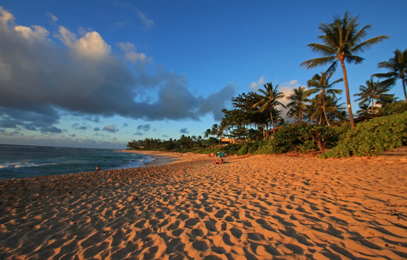 Фото обои песок, пляж, пальмы, океан