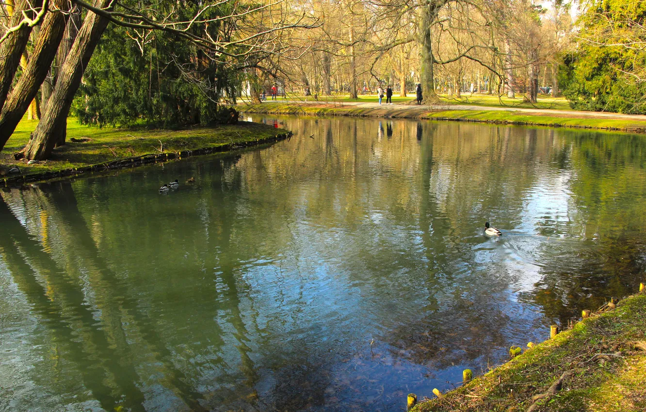 Фото обои river, water, park, pond