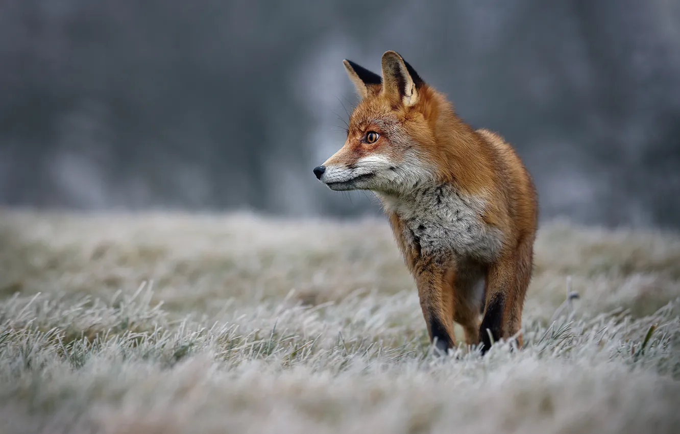 Фото обои зима, иней, трава, природа, животное, лиса, лисица