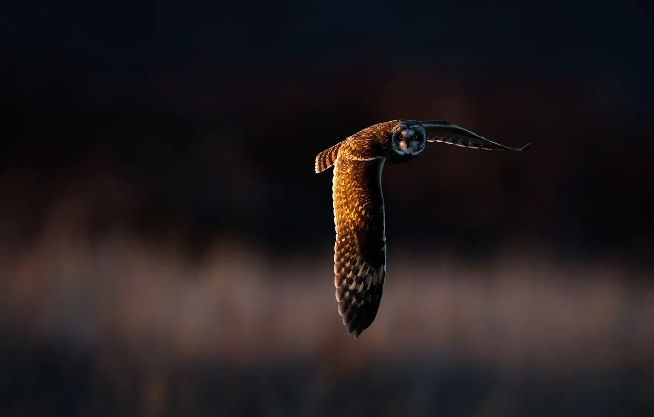 Фото обои свет, сова, птица, крылья, полёт