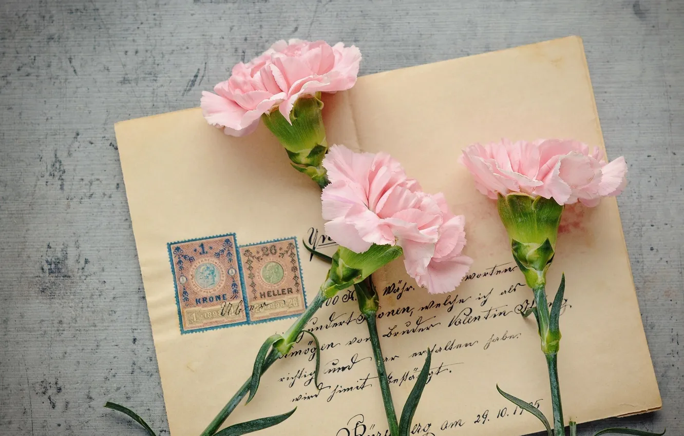Фото обои цветы, розовые, гвоздики