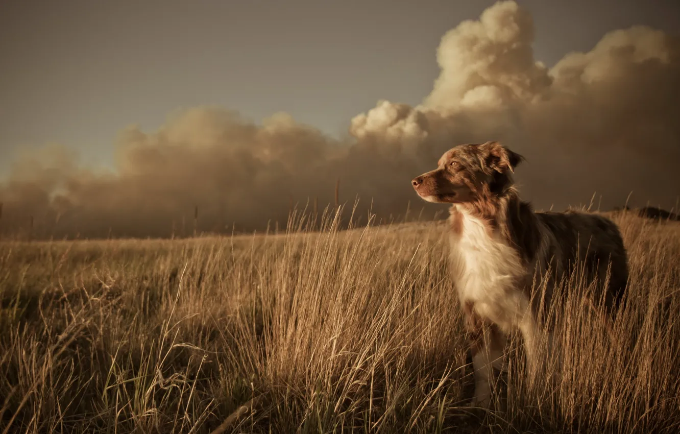 Фото обои поле, пейзаж, закат, друг, собака