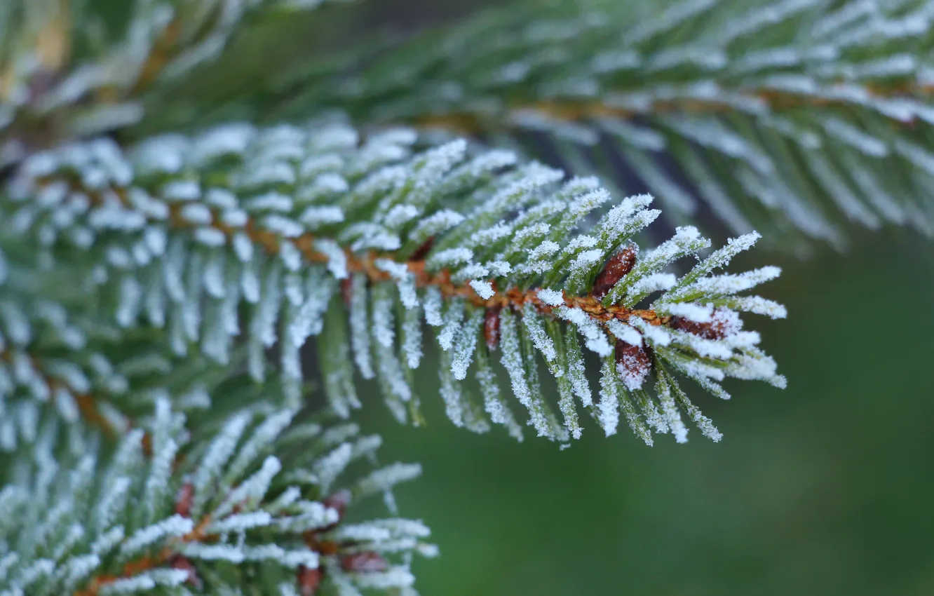 Фото обои winter, twig, hoarfrost
