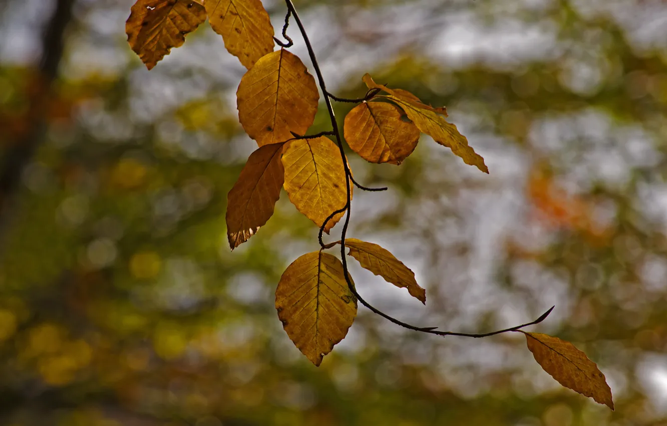 Фото обои листья, ветка, желтые, осенние