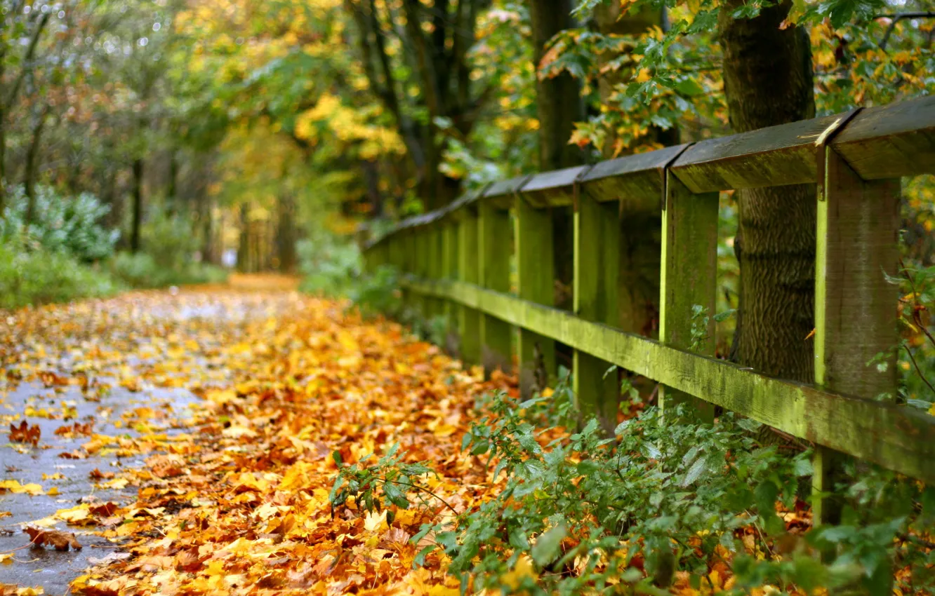Фото обои дорога, осень, листья, забор