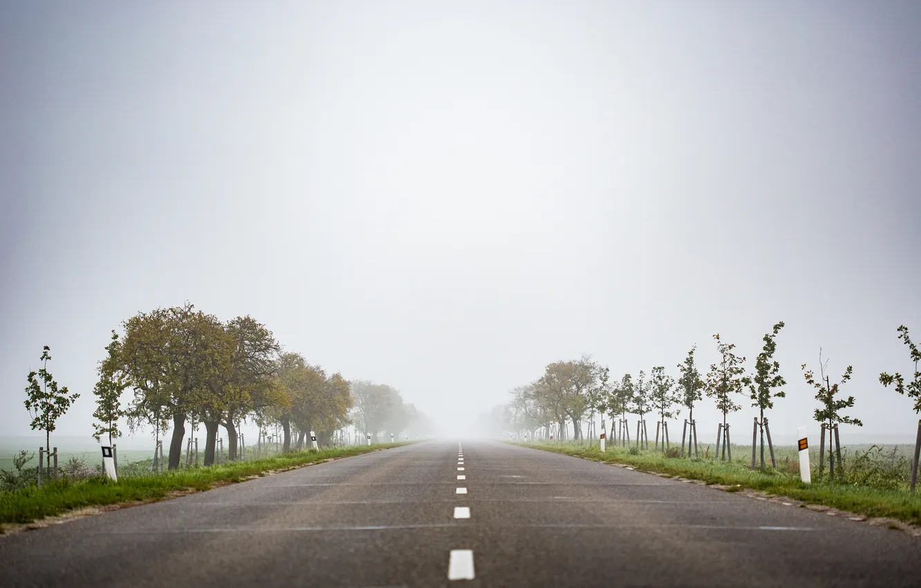 Фото обои дорога, деревья, туман, полоса