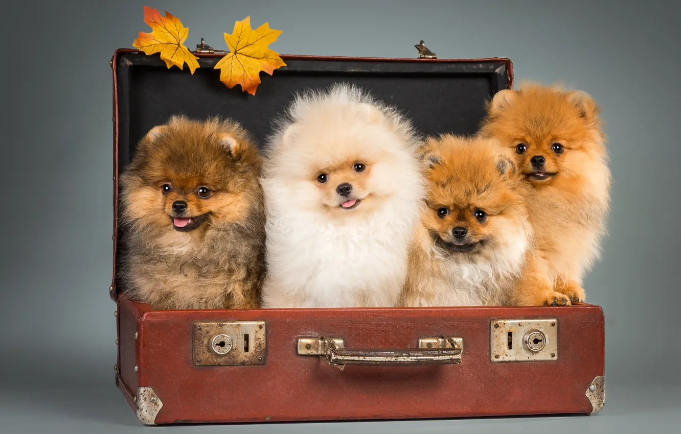 Фото обои щенки, чемодан, шпицы
