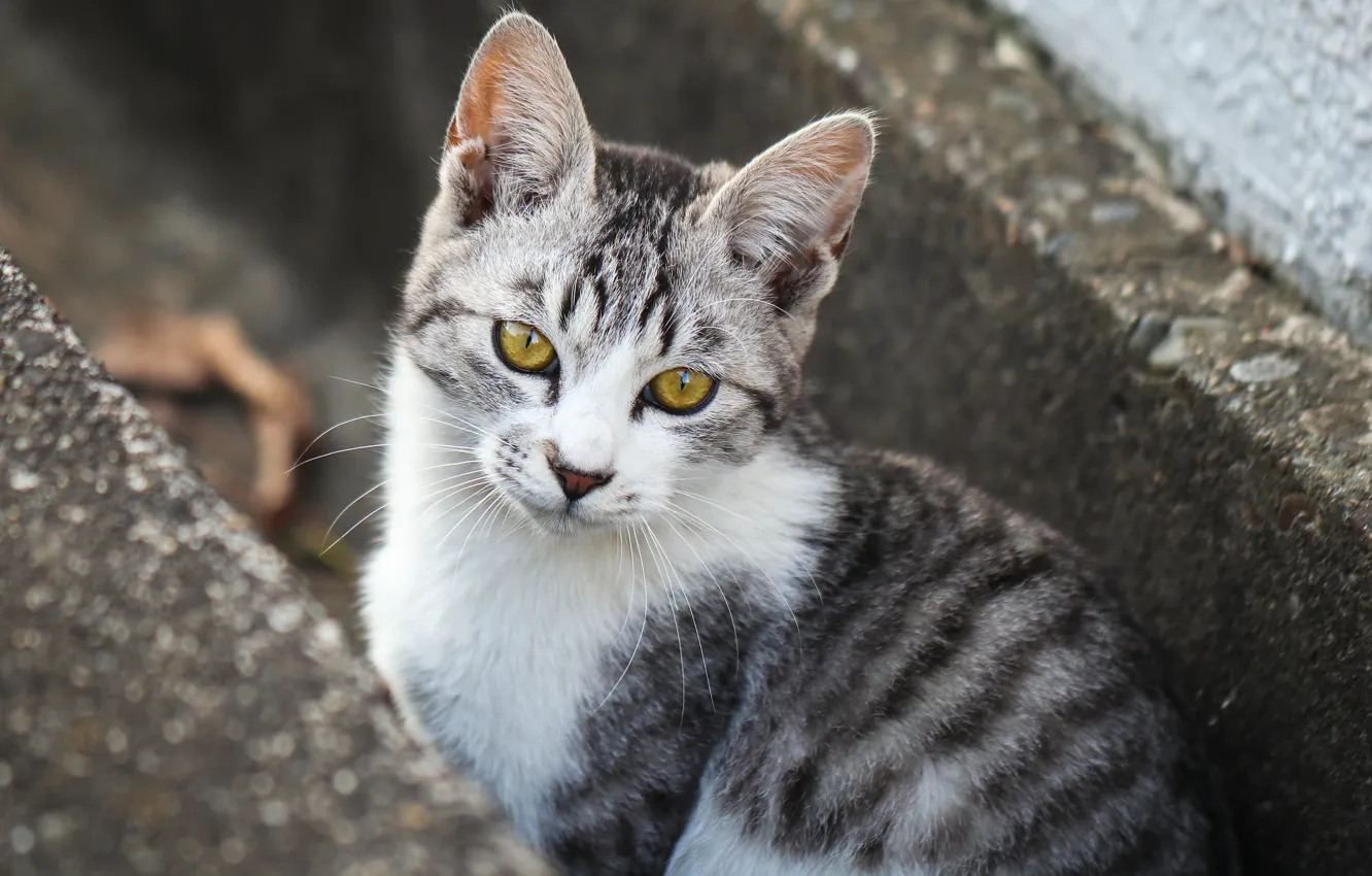Фото обои взгляд, котёнок, котейка
