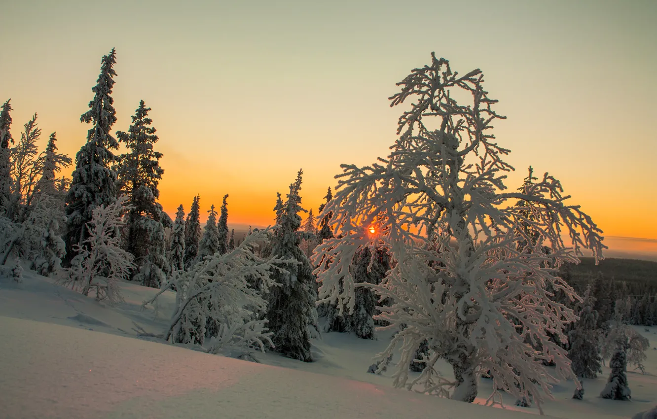 Фото обои зима, небо, облака, снег, деревья, закат, Финляндия, Лапландия