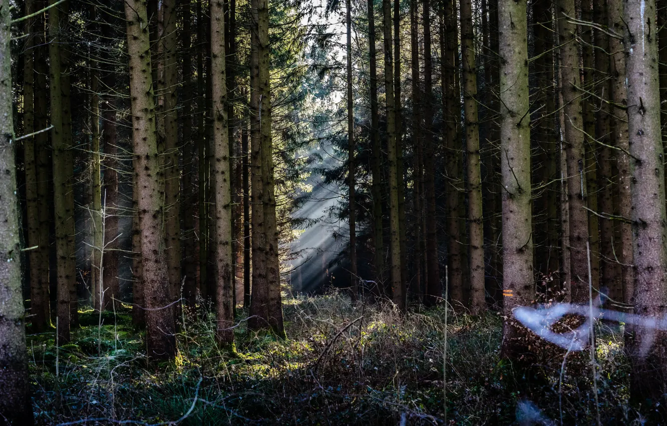 Фото обои лес, деревья, солнечный свет