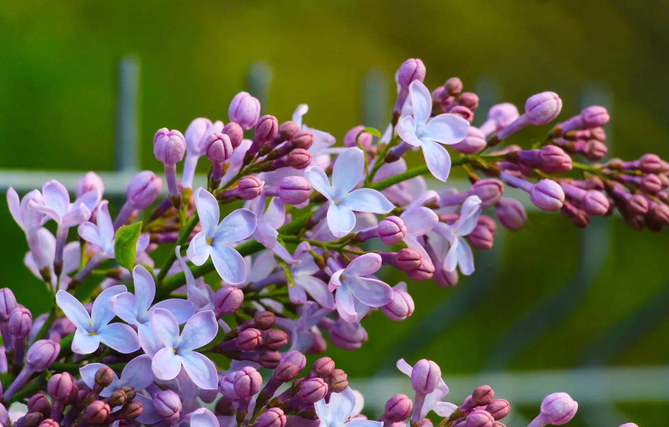 Фото обои flower, spring, lilac