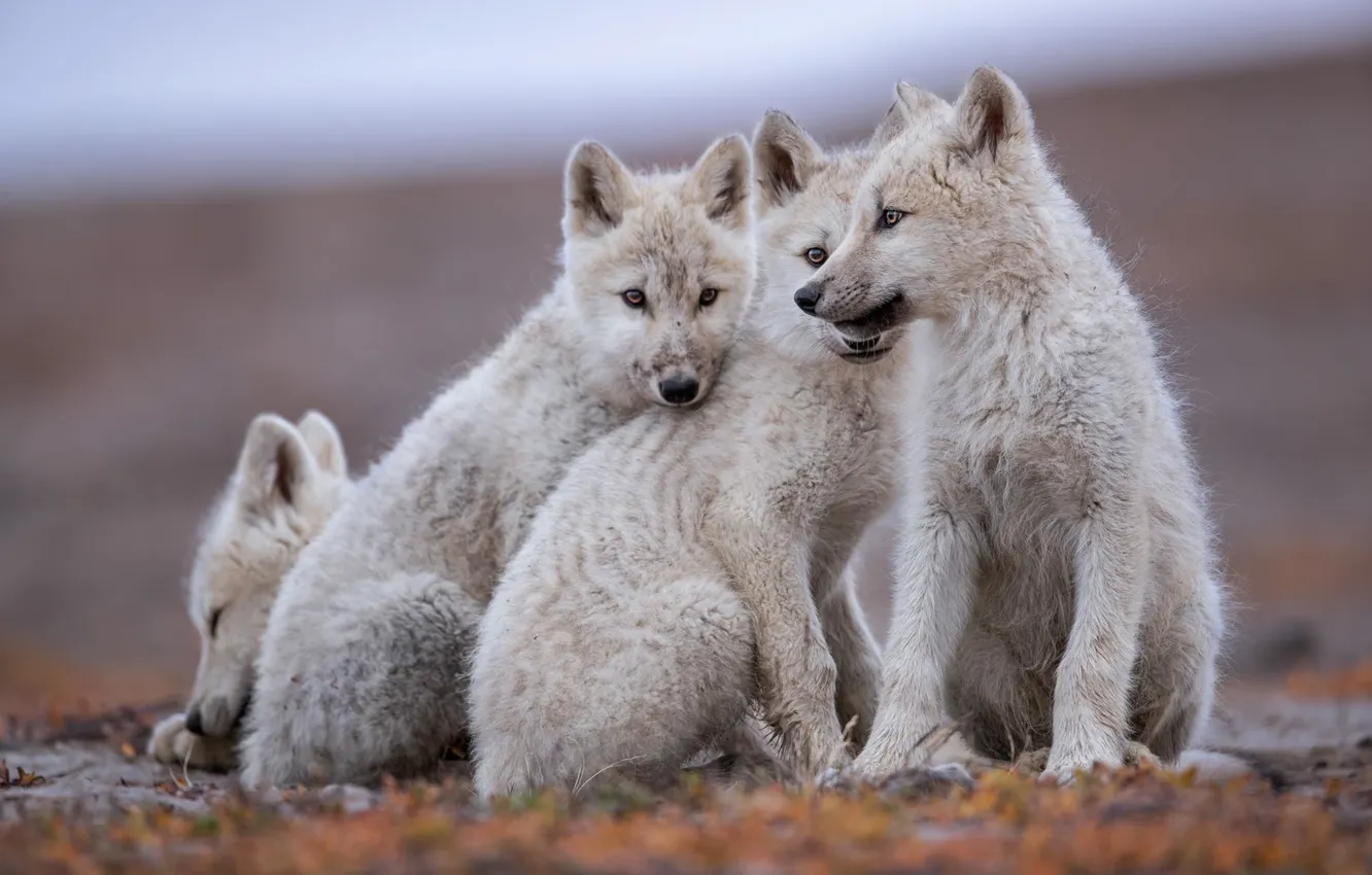 Фото обои nature, Gray Wolf, face, animal, wolf, canis lupus, wildlife, head