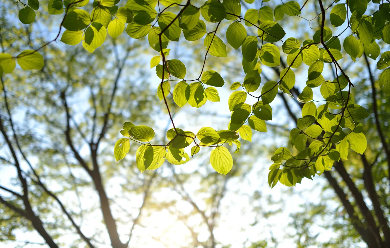 Фото обои листья, солнце, ветки, дерево, зеленые, крона