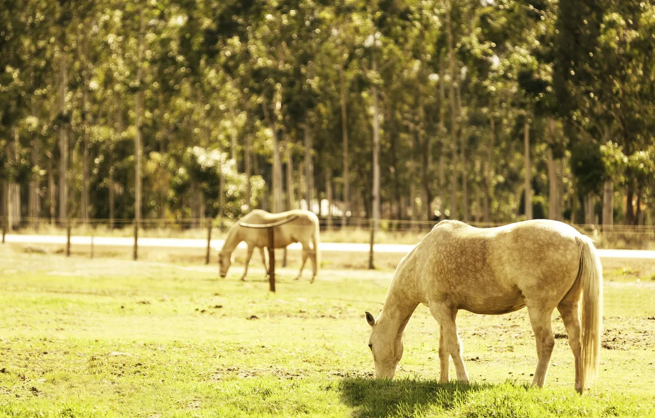 Фото обои поле, лето, свет, кони
