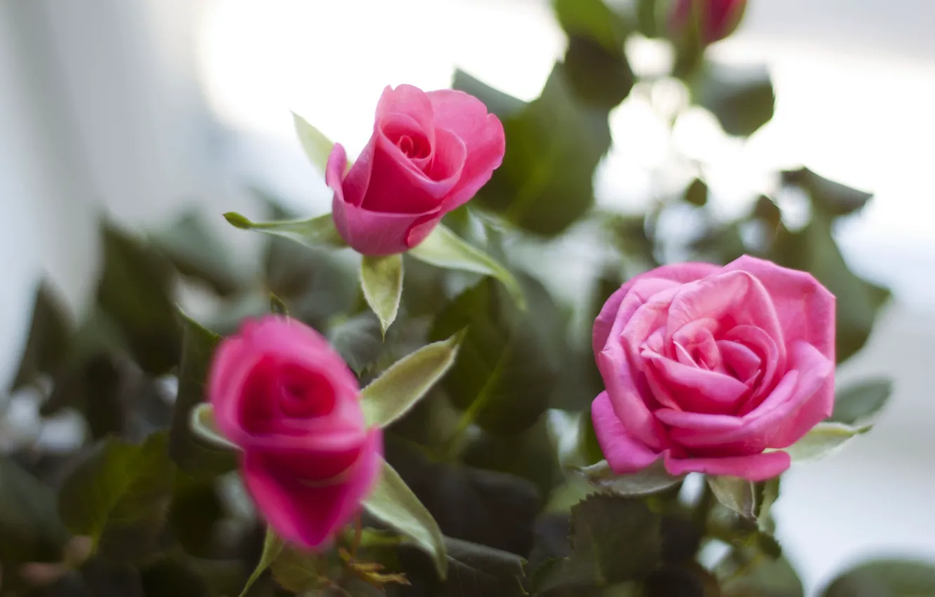 Фото обои цветы, розовый, розы